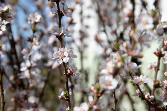 Fr&uuml;hlingsbl&uuml;ten