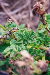 Young shoots of potatoes are damaged by frost