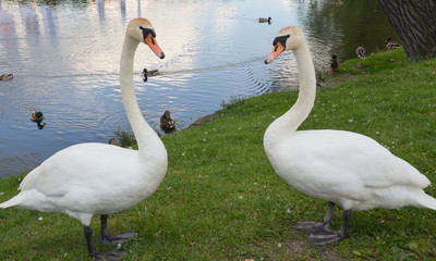 Два лебедя на берегу озера.