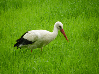 Аист ищет корм в траве.