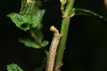 Peppered Moth Caterpillar 'Biston betularia'