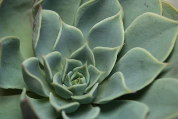 Echeveria succulent