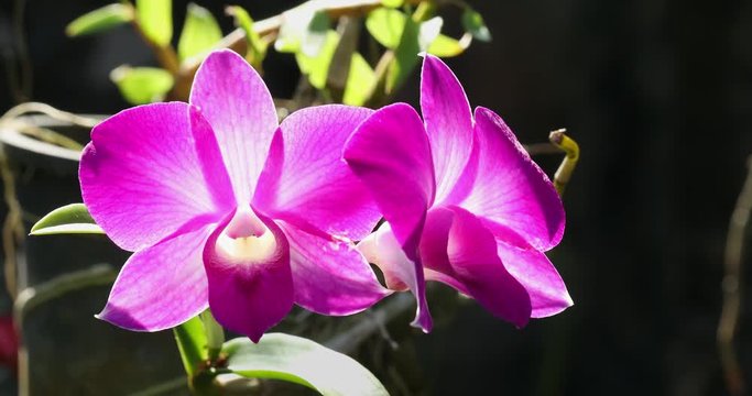 Close up of pink color Dendrobium Orchids plant blossom in flower garden