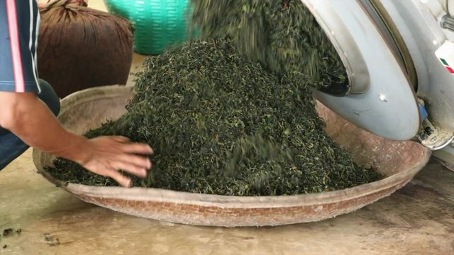 Green tea leaves drying in a production line in local tea factory