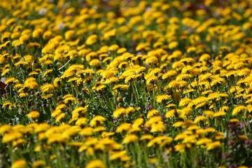 Obraz premium Blossoming Dandelion (Taraxacum) field. Yellow dandelions on green meadow in springtime. Beautiful yellow dandelion blossoms. Floral pattern. No sharpen or post process. 
