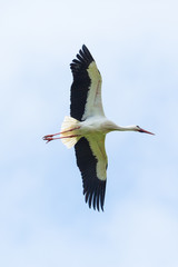 detailed portrait white stork (ciconia ciconia) flying, spread wings