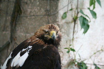 Lipetsk oblast, a nature reserve Galichya Gora, birds