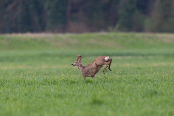 young roebuck (capreolus) jumping in green meadow, hind legs in air