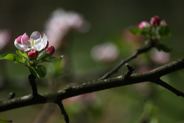 Obraz premium Blossoming orchards in the spring. Blooming orchard trees in the park. Spring background. Spring orchard on sunlight. Spring flower field background. Floral pattern. No sharpen