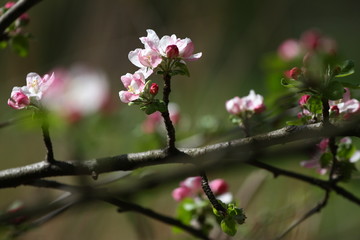 Blossoming orchards in the spring. Blooming orchard trees in the park. Spring background. Spring orchard on sunlight. Spring flower field background. Floral pattern. No sharpen