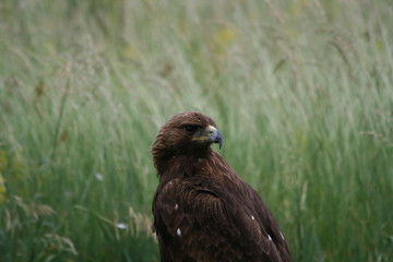 Lipetsk oblast, a nature reserve Galichya Gora, birds
