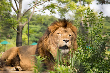 Naklejka na ściany i meble 動物園のライオン