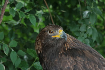 Lipetsk oblast, a nature reserve Galichya Gora, birds