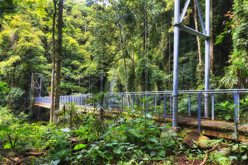 Obraz premium DNP Rainforest Bridge Side