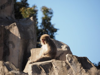 動物園