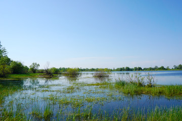 The unique Polesye swamps of Belarus are the lungs of Europe. The background