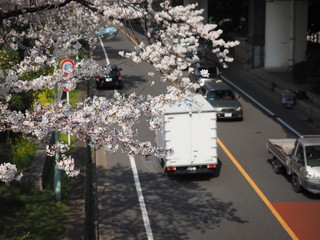 桜