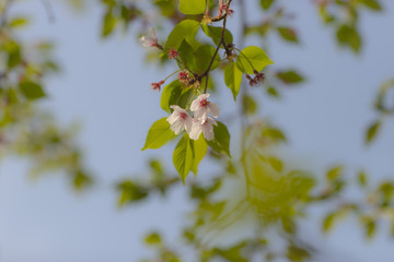 桜の花