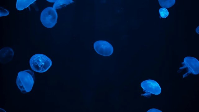 Gleaming Moon Jellyfish floating in Aquarium pool