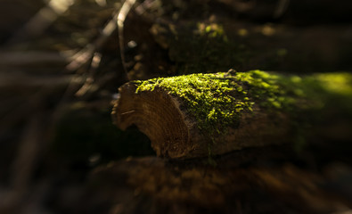 Green moss and dry woodfire