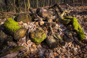 Firewood in the forest in springtime