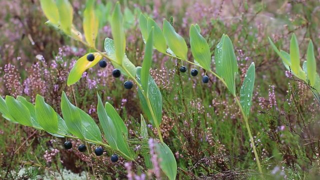 Autumn. Among still blooming Heather ripe blue berries of Eurasian Solomons seal (Polygonatum multiflorum), dew morning
