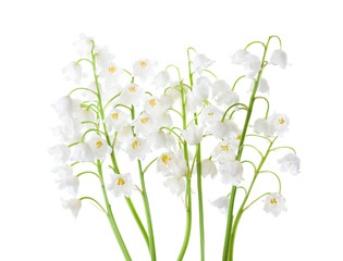  Lilies of the Valley isolated on white background.