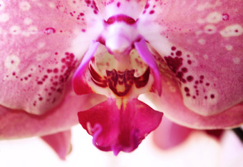 Macro photography of an Orchid