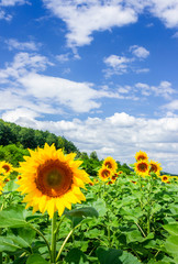 sunflower field in the mountains. lovely agricultural background. fine sunny weather with some...
