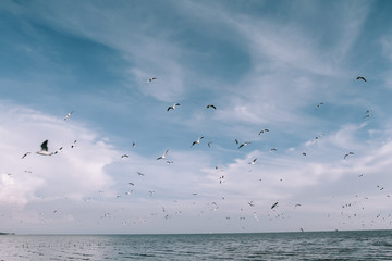Birds are flying with sky