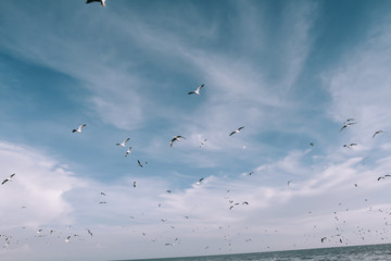 Birds are flying with sky
