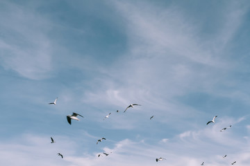 Birds are flying at the mangrove forest.