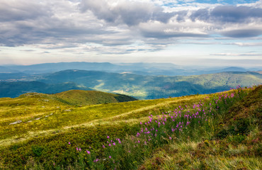 fire-weed among the grass on hill in late summer. beautiful mountainous landscape on a cloudy day