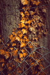 Orange leafs on a tree bark closeup with fence grid