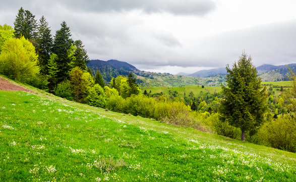 grassy hills of mountainous rural area. beautiful springtime countryside landscape.