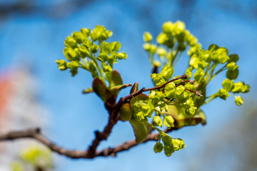 Der Frühling ist da