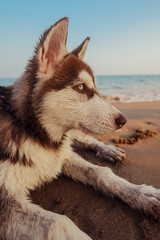 Husky on the beach