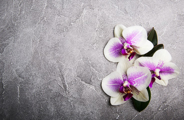 Pink orchids flowers