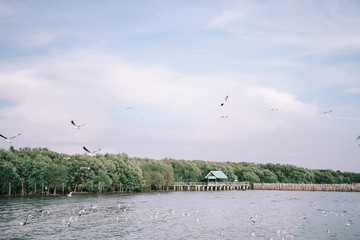 Birds are flying at the mangrove forest.