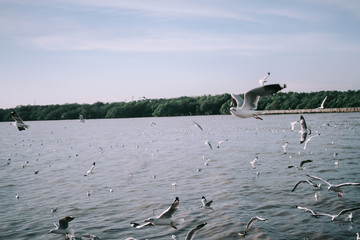 Birds are flying at the mangrove forest.