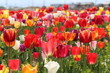 馬見丘陵公園のチューリップ