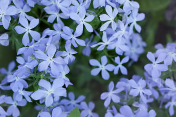  background of blue  phlox on the spring garden