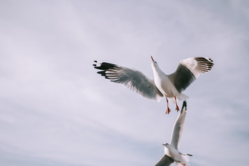 Birds are flying at the mangrove forest.