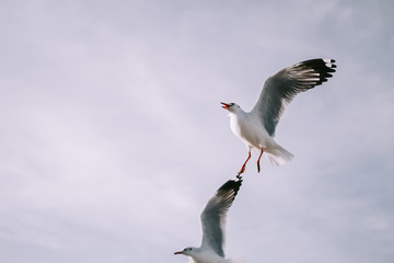 Birds are flying at the mangrove forest.
