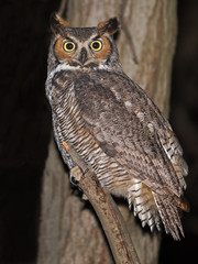 Obraz premium Great Horned Owl