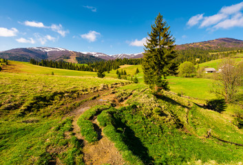 Fototapeta premium rural are in Carpathian mountains in springtime. lovely scenery with rural fields between forest and village outskirts