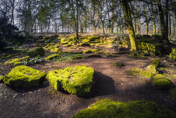 Beautiful nature and park scene in spring