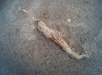 Old tree root growing through the ground