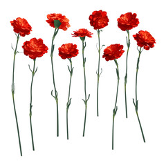 Vector carnations, a set of nine different flowers