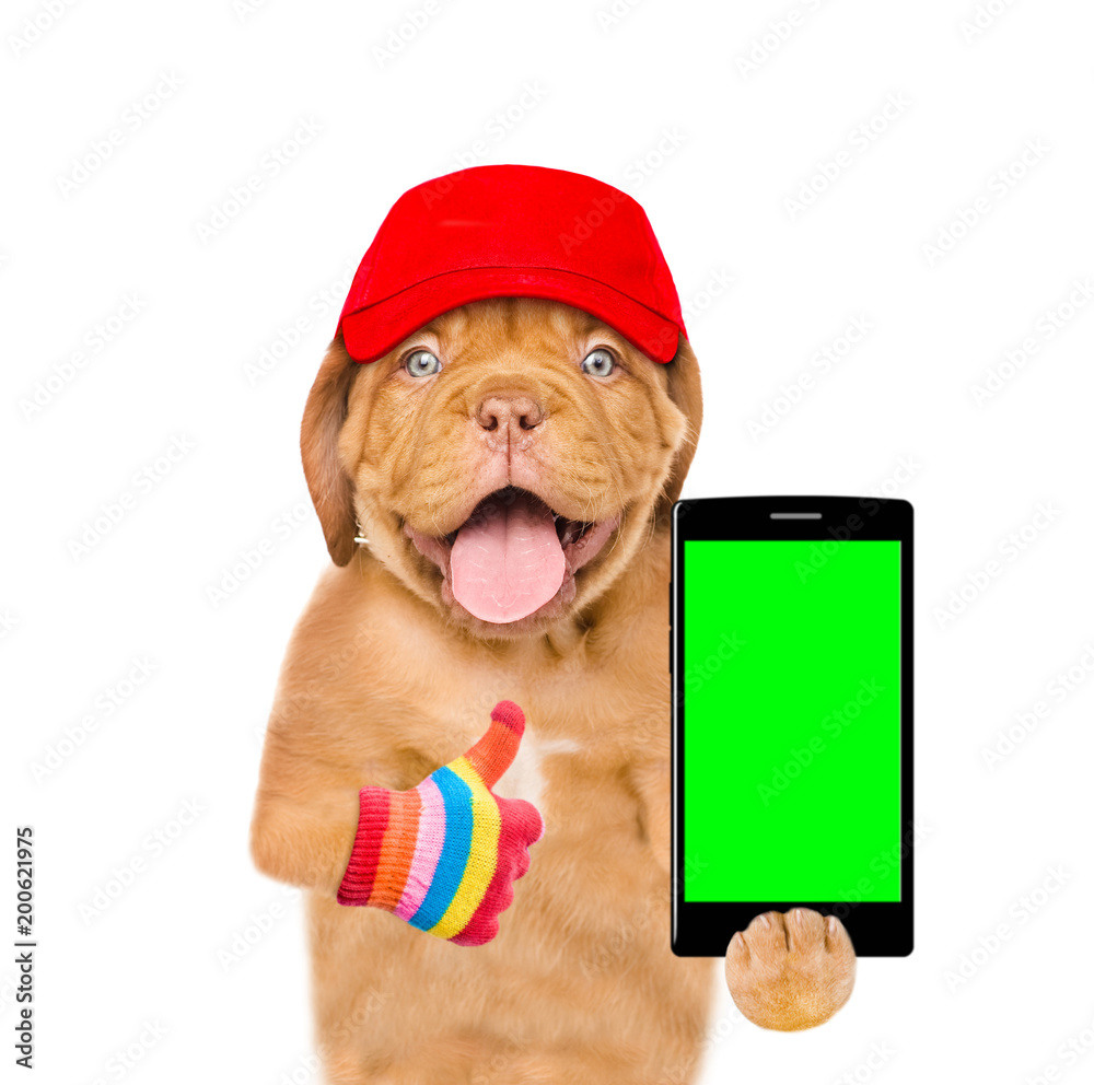 Poster funny puppy with smartphone and red cap showing thumbs up. isolated on white background